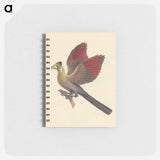 White-cheeked Turaco
 - ルイージ バルガーニ Memo.