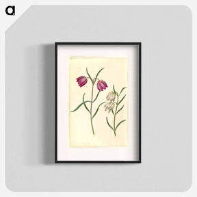 アートポスター-Fritillaria meleagris
 - マリア ジビーラ メーリアン Poster.