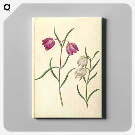 1-58_Maria-Sibylla-Merian_canvas