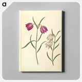 アートパネル-Fritillaria meleagris
 - マリア ジビーラ メーリアン Canvas.