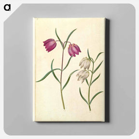 アートパネル-Fritillaria meleagris
 - マリア ジビーラ メーリアン Canvas.