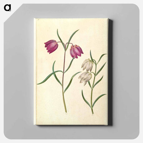 アートパネル-Fritillaria meleagris
 - マリア ジビーラ メーリアン Canvas.