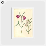 アートポストカード-Fritillaria meleagris
 - マリア ジビーラ メーリアン Postcard.