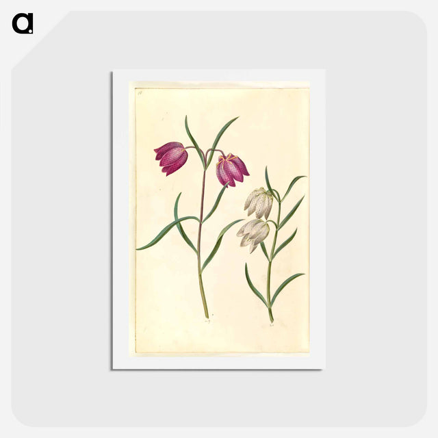 アートポストカード-Fritillaria meleagris
 - マリア ジビーラ メーリアン Postcard.