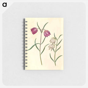 アートメモ帳-Fritillaria meleagris
 - マリア ジビーラ メーリアン Memo.
