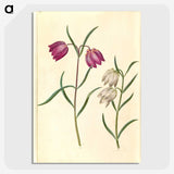 1-58_Maria-Sibylla-Merian_picture-crop