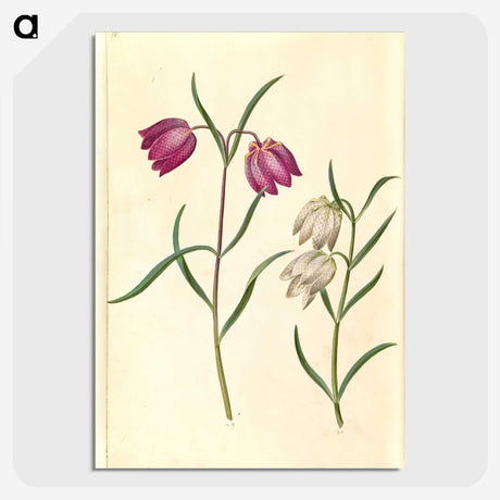 1-58_Maria-Sibylla-Merian_picture-crop