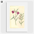 1-58_Maria-Sibylla-Merian_picture