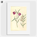 1-58_Maria-Sibylla-Merian_picture