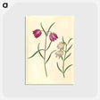 1-58_Maria-Sibylla-Merian_postcard
