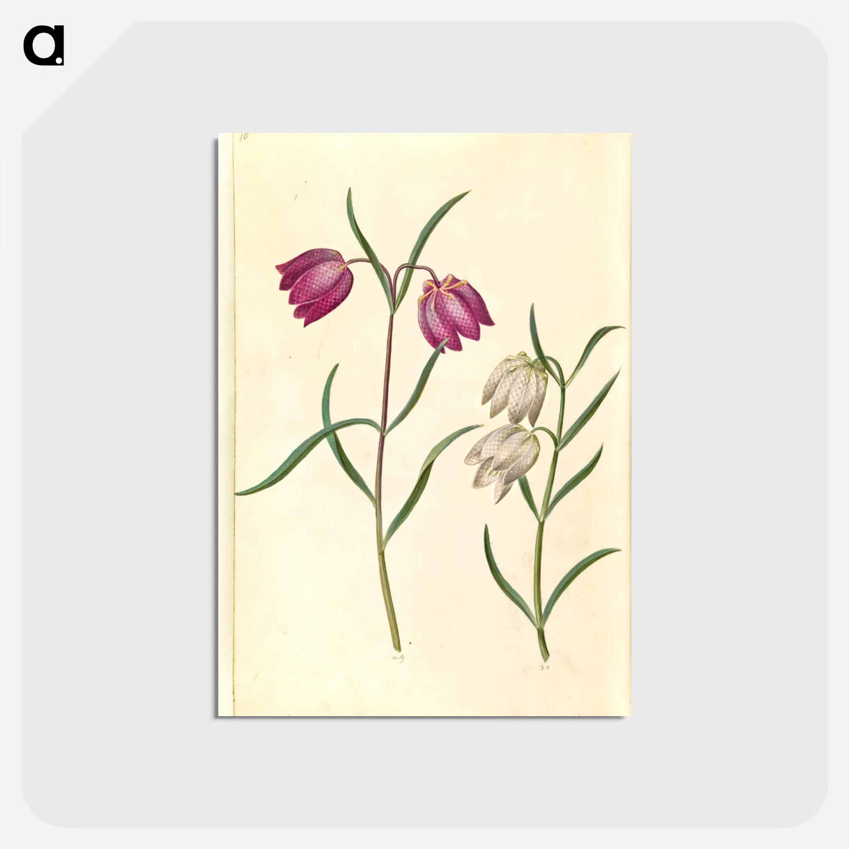 アートポストカード-Fritillaria meleagris
 - マリア ジビーラ メーリアン Postcard.