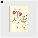 アートポストカード-Fritillaria meleagris
 - マリア ジビーラ メーリアン Postcard.