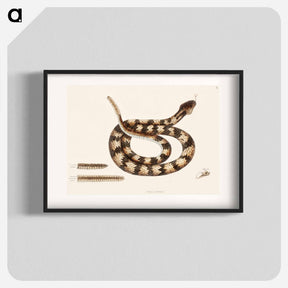 アートポスター-Rattle Snake
 - マーク ケイツビー Poster.