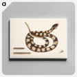 アートパネル-Rattle Snake
 - マーク ケイツビー Canvas.