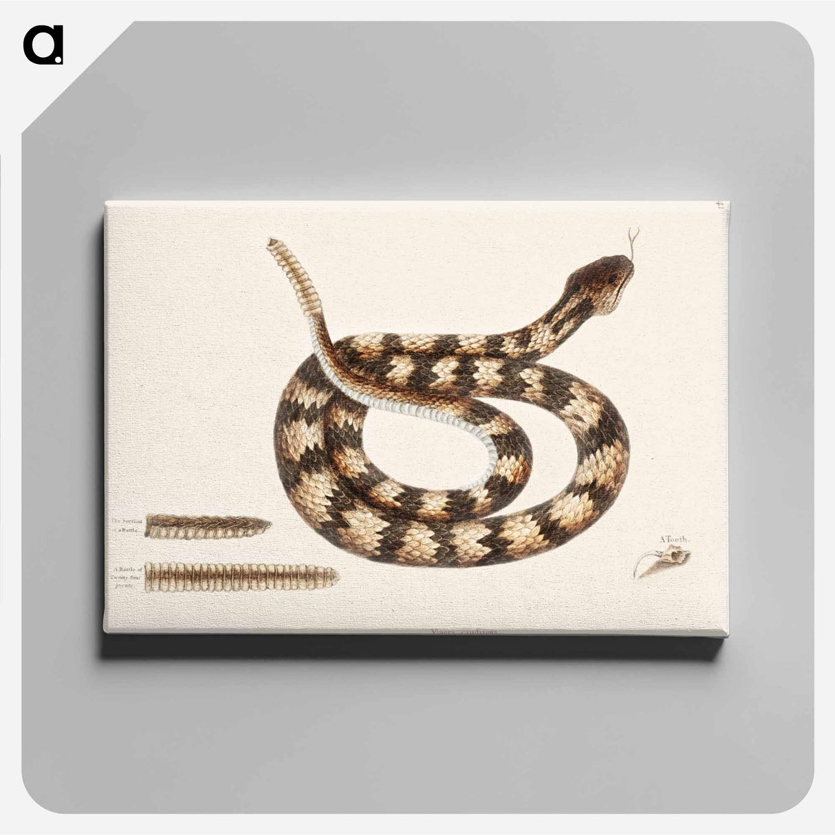 アートパネル-Rattle Snake
 - マーク ケイツビー Canvas.