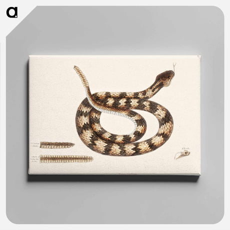 アートパネル-Rattle Snake
 - マーク ケイツビー Canvas.