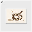 アートポストカード-Rattle Snake
 - マーク ケイツビー Postcard.