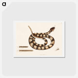 アートポストカード-Rattle Snake
 - マーク ケイツビー Postcard.