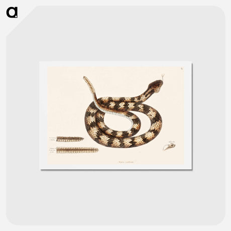 アートポストカード-Rattle Snake
 - マーク ケイツビー Postcard.