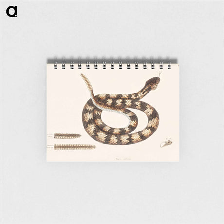 アートメモ帳-Rattle Snake
 - マーク ケイツビー Memo.