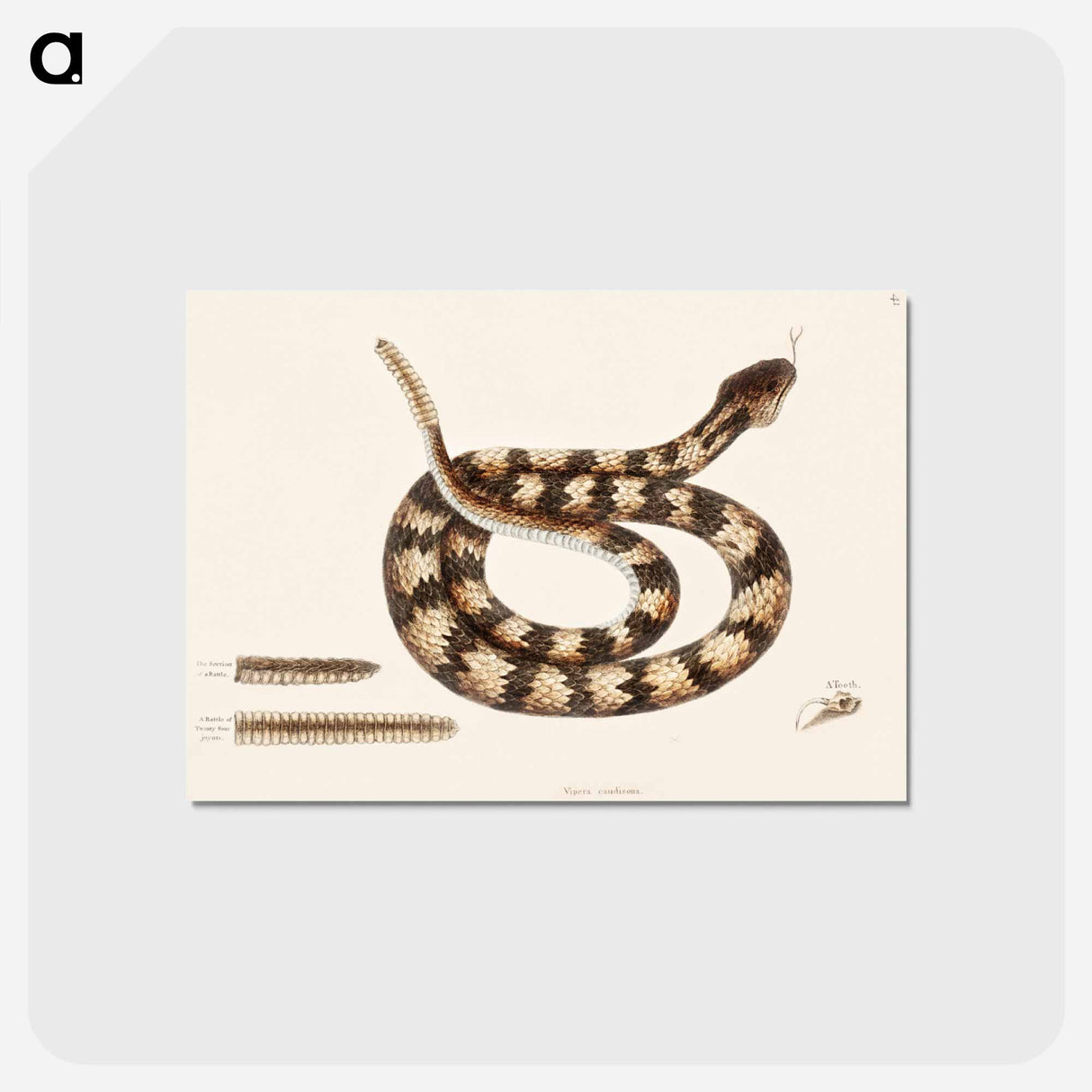 アートポストカード-Rattle Snake
 - マーク ケイツビー Postcard.