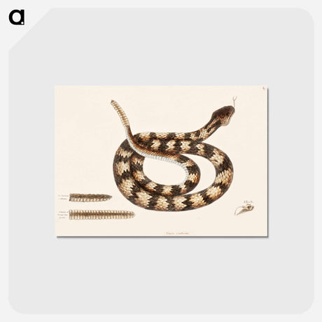 アートポストカード-Rattle Snake
 - マーク ケイツビー Postcard.