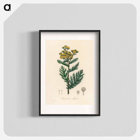 アートポスター-Tanacetum vulgare
 - 薬用植物学 Poster.