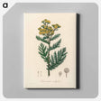 アートパネル-Tanacetum vulgare
 - 薬用植物学 Canvas.