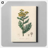アートパネル-Tanacetum vulgare
 - 薬用植物学 Canvas.