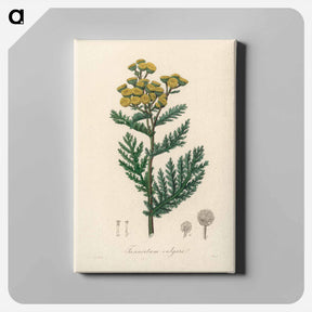 アートパネル-Tanacetum vulgare
 - 薬用植物学 Canvas.