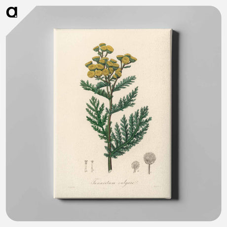 アートパネル-Tanacetum vulgare
 - 薬用植物学 Canvas.