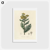 1-58_Medical-Botany_hagaki