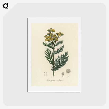 1-58_Medical-Botany_hagaki