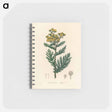 アートメモ帳-Tanacetum vulgare
 - 薬用植物学 Memo.