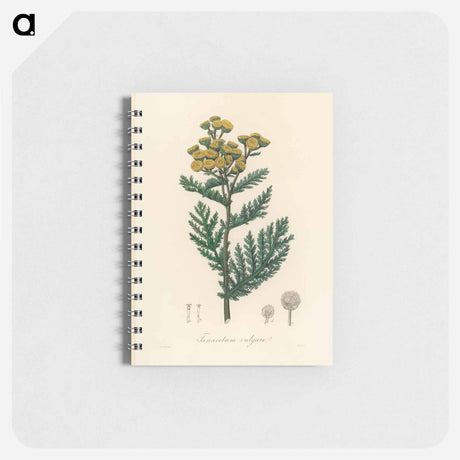 アートメモ帳-Tanacetum vulgare
 - 薬用植物学 Memo.