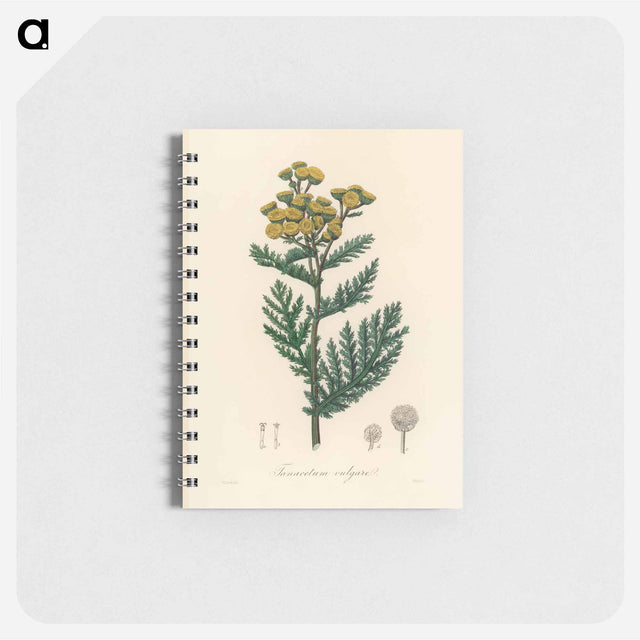 アートメモ帳-Tanacetum vulgare
 - 薬用植物学 Memo.