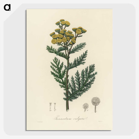 1-58_Medical-Botany_picture-crop