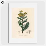アートポスター-Tanacetum vulgare
 - 薬用植物学 Poster.