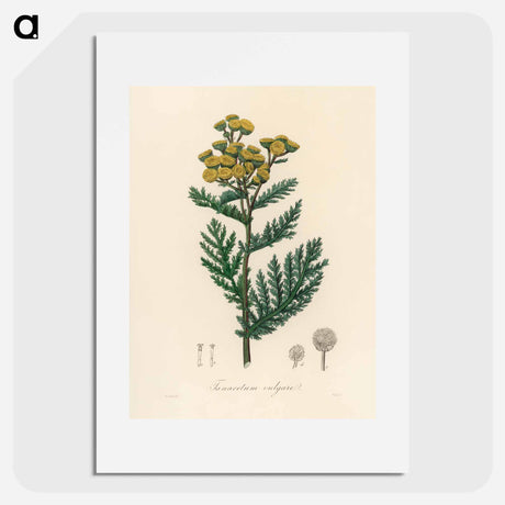 アートポスター-Tanacetum vulgare
 - 薬用植物学 Poster.