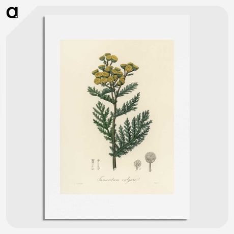 1-58_Medical-Botany_picture