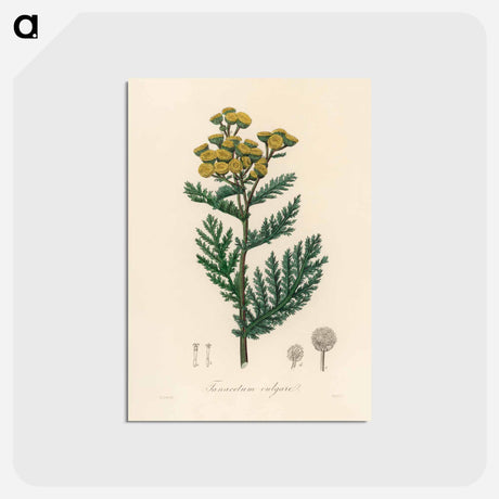 アートポストカード-Tanacetum vulgare
 - 薬用植物学 Postcard.