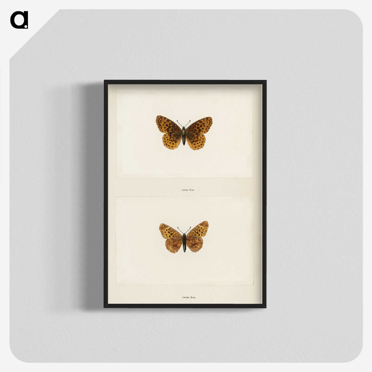 1-58_Moths-and-Butterflies-of-the-United-States_blk-crop