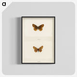 1-58_Moths-and-Butterflies-of-the-United-States_blk-crop