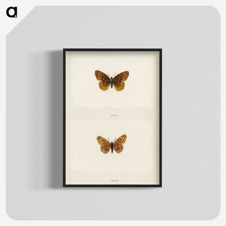 1-58_Moths-and-Butterflies-of-the-United-States_blk-crop