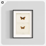 1-58_Moths-and-Butterflies-of-the-United-States_blk