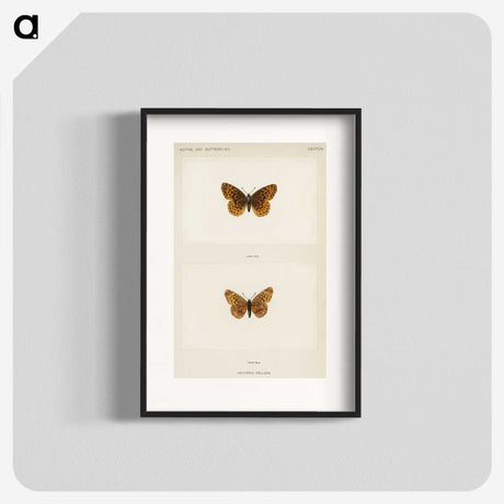 1-58_Moths-and-Butterflies-of-the-United-States_blk