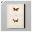 1-58_Moths-and-Butterflies-of-the-United-States_canvas