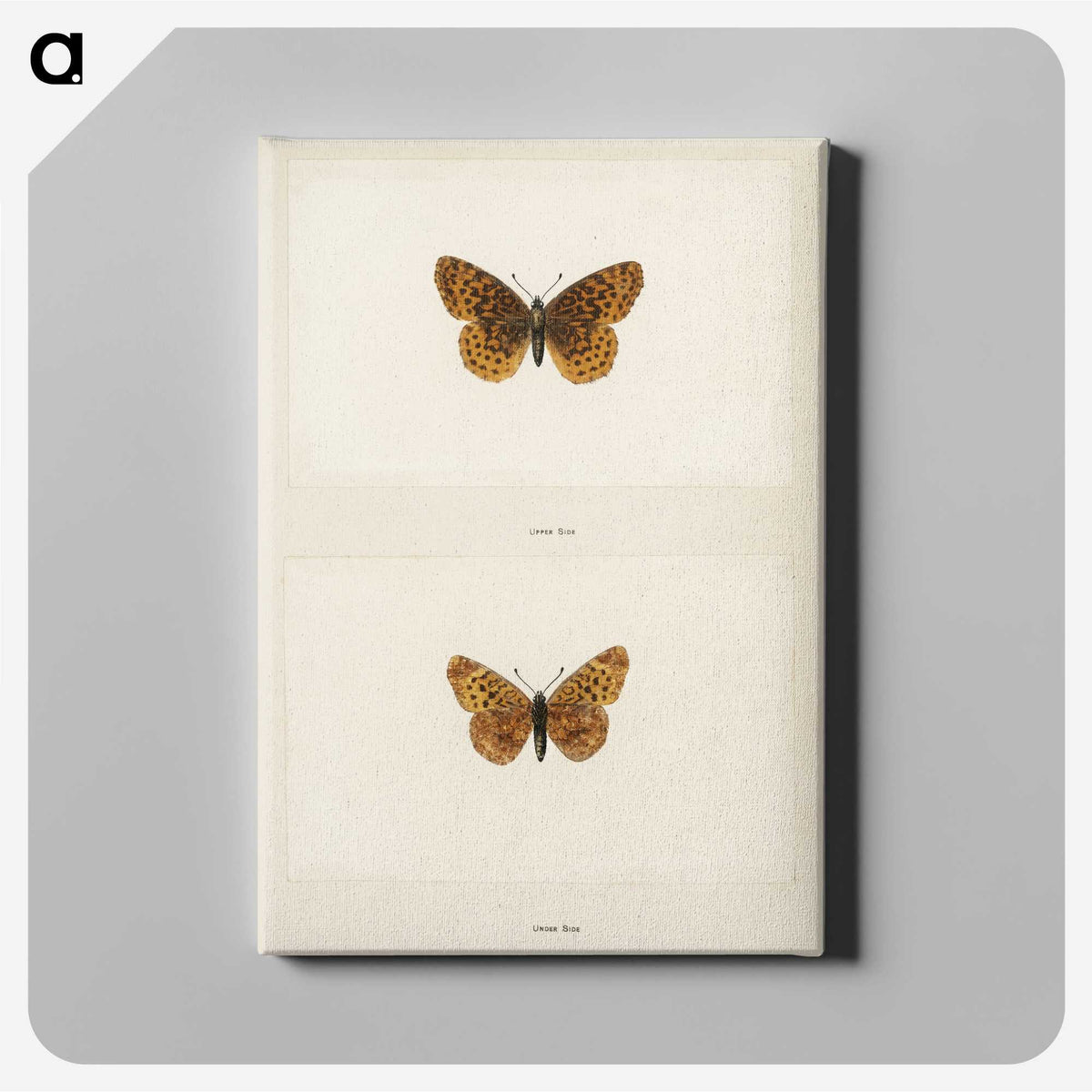 1-58_Moths-and-Butterflies-of-the-United-States_canvas