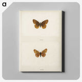 1-58_Moths-and-Butterflies-of-the-United-States_canvas