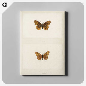 1-58_Moths-and-Butterflies-of-the-United-States_canvas